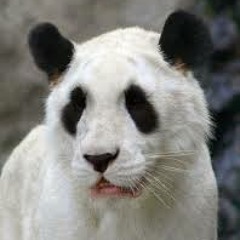 [bartayan budots classics] Roar - Katty Perry Ft  Dj  J MarkM DKBC Techno Mix 140 Bpm