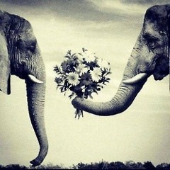 Elephant Serenade