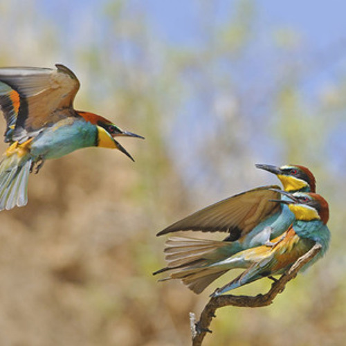 אודי דוידי כמו ציפור