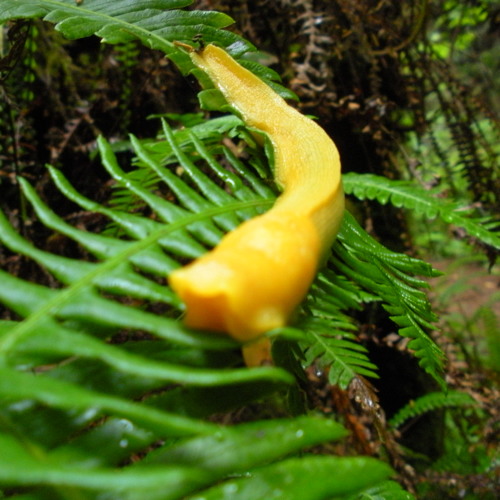 Stream Underwater Mass by Infected Mayonnaise Listen online for free