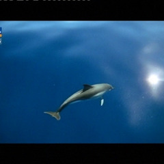 Fread Between The Lines