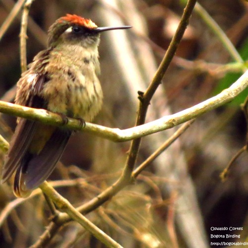 El colibrí cabecicastaño o colibrí florido (Anthocephala floriceps)