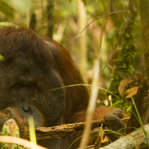 Orangutan Long Call (Amanda Hoepfner) by Borneo Nature ...