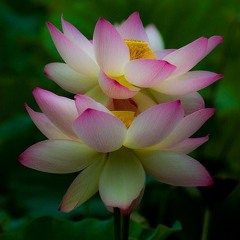 ' BUDDHA & Water Lilies '................a Buddhist Meditation Music For Taiji Quan 24 !