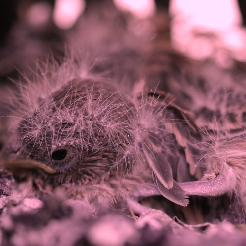 The Way Of The World