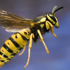The Wasp Dub MiX2