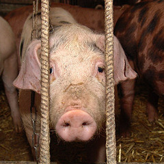 Prison: Locked Up Like An Animal