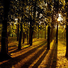 Tales From The Forest