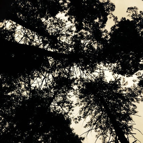 trees