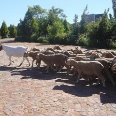 JUDAS GOAT - Riders Of The Satanic War Horse "Speed N' Raw" demo 2014