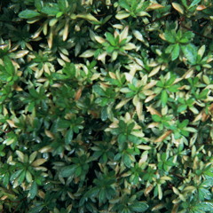 Envelop
