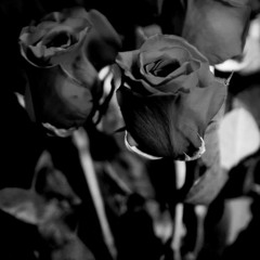 Wattafák (Máté Péter - Mondd miért szeretsz te mást) ELADÓ