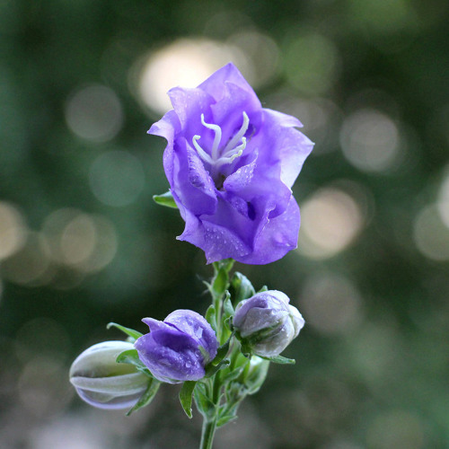 Morning Breeze - Majid Derakhshani