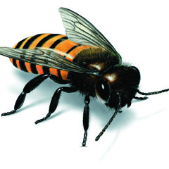 The fight of the humble bee