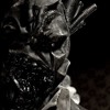 Japanese Art House Movie - Twenty Years Of Disappointment In Organic Life