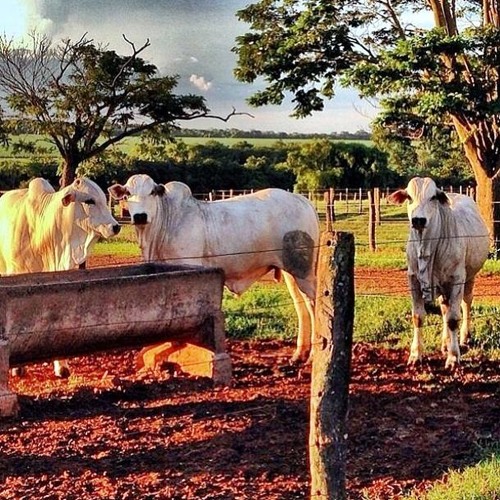 Humberto & Ronaldo - Alô DJ!