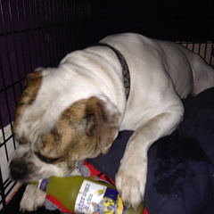 See You Later Alligator-Featuring Juxtapain (Produced By Eddy De Vega)