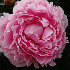 Todd Caldecott speaks at the Bastyr Herb Fair
