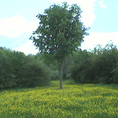 flººd EP (WIP Edit)