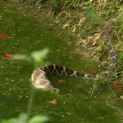 RATTLE SNAKES IN LAKE HAVASU - I Bet We Can Write A Song About That 5-30-2014