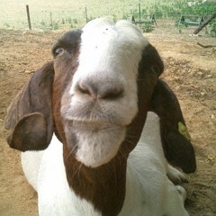 gOat