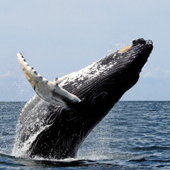Humpback Whale Recordings