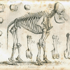 Cheldon McQueen - gold skeleton