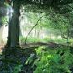 Into The New Forest