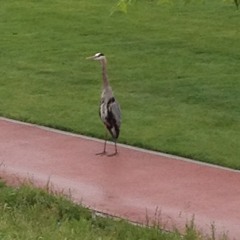 Acoustic Metal Sample at Horse Hill