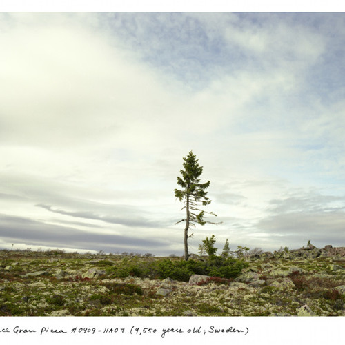 Documenting the Oldest Living Things in the World