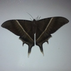 Naruto Ending Theme "For You" by Azu (Cover) at Villa Carolina Yulo St. Arevalo Iloilo City