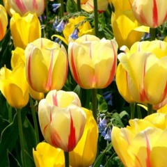 Heval Ibrahim (Belgian) - Silvester 20072008 - By Roj Company Germany