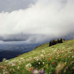 Land of Flowers - Nino Katamadze & Insight