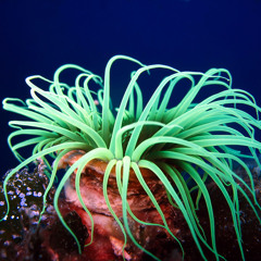 Anemone (original Mix)