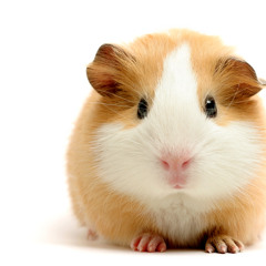 Guinea pigs 16