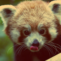 Chouky