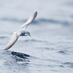 خذني معك -علي آل مشهور