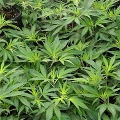 Faly Dread "Ma Copine" Génération h riddim