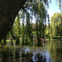 Mindful Driving with Willow Windswell