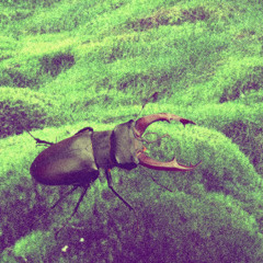 Song For A Stag Beetle