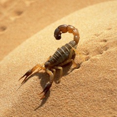 Desert Inhabitants