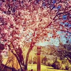 Seashells Ambient Intro