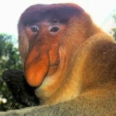 Serious Jungle Story (demo)