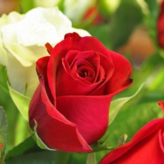 Tum Apna Ranj-o-gham Apni Pare