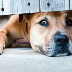 (From Russia With Love) Keep The Peace Remix