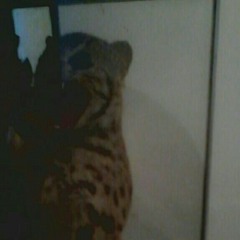 Roar ( cover ) ft @yuliarahmawati and @mirnaskurnia