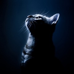 The Immortal Cat (Remix By Cumulus501)