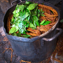 What is Ayahuasca?
