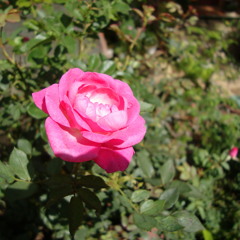 Mr. Nouilles - Rosa Chinensis [dl in desc]