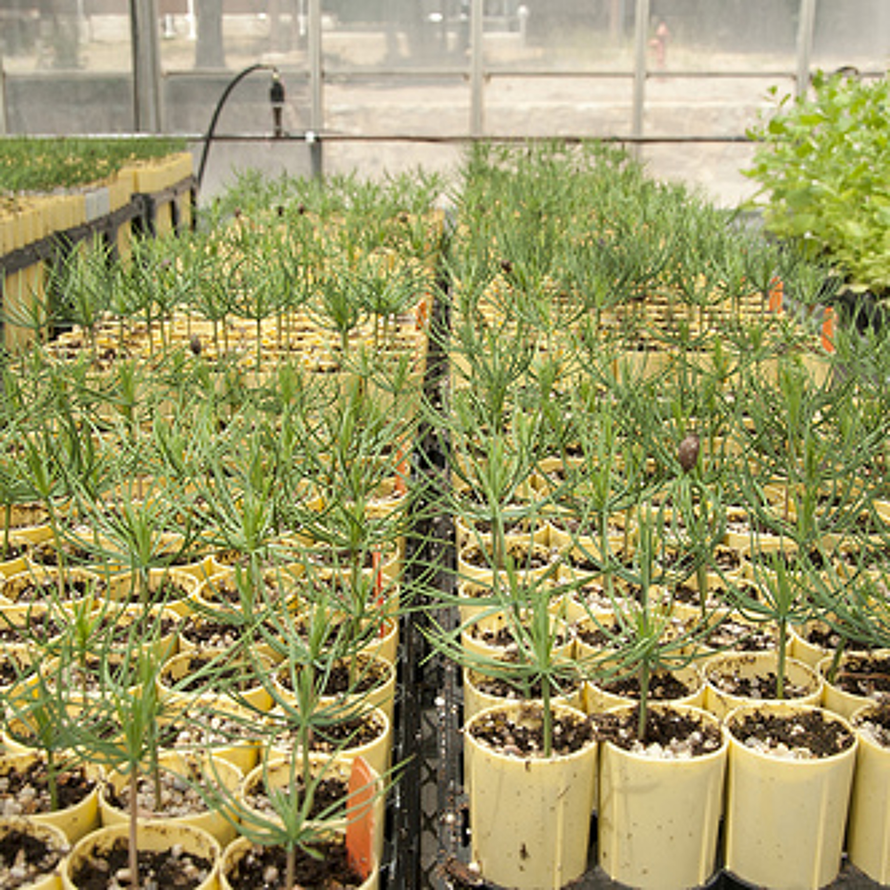 Center for International Forestry Research (CIFOR)